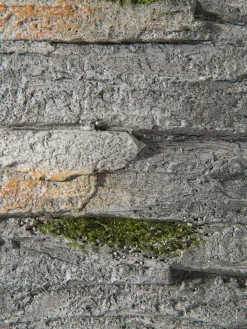 Fisch Wanda|Kibek Sale