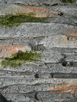 Fisch Willi|Kibek Online