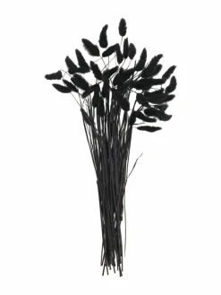 Lagurus|Kibek Clearance