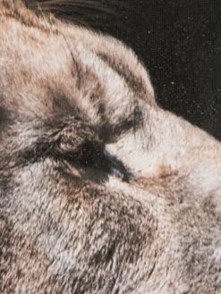 Löwe im Gras|Kibek Online