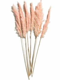 Pampasgrasbündel 6er|Kibek Clearance