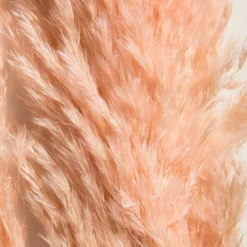 Pampasgrasbündel 6er|Kibek Clearance