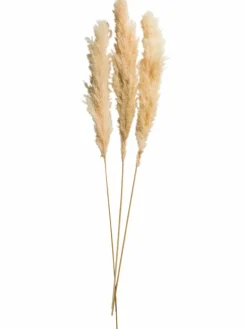 Pampasgrasbündel 3er|Kibek Outlet