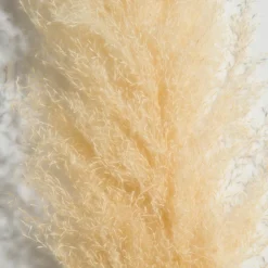 Pampasgrasbündel 3er|Kibek