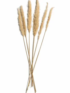 Pampasgrasbündel 6er|Kibek Best