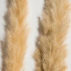 Pampasgrasbündel 6er|Kibek Best