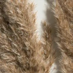 Pampasgrasbündel 6er|Kibek Best