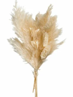 Pampi|Kibek Clearance