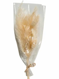 Pampi|Kibek Clearance