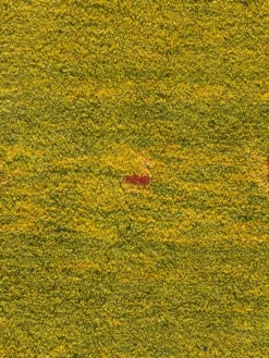 Persischer Gabbeh|Kibek Online