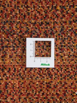 Persischer Loribaff|Kibek Clearance