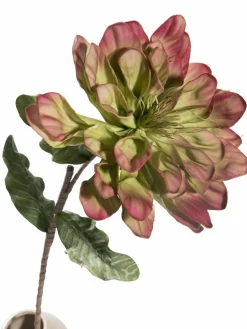 Softflower|Kibek Best