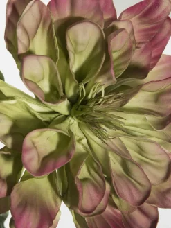 Softflower|Kibek Best