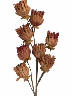 Softflower|Kibek New