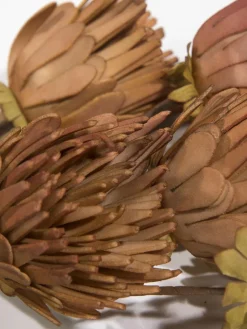 Softflower|Kibek New