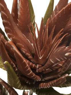 Softflower|Kibek Hot