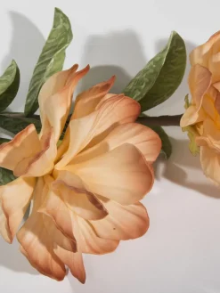 Softflower|Kibek New