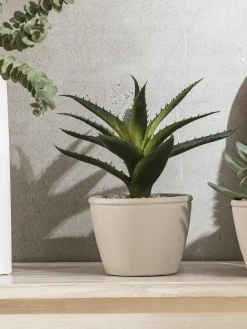 Sukkulente Thea|Kibek Sale