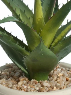 Sukkulente Thea|Kibek Sale