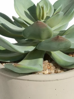 Sukkulente Thea|Kibek Outlet