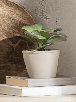 Sukkulente Thea|Kibek Outlet