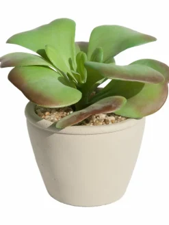 Sukkulente Thea|Kibek Outlet