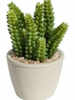 Sukkulente Thea|Kibek Outlet