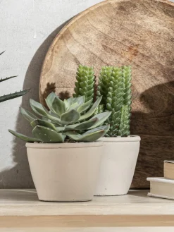 Sukkulente Thea|Kibek Outlet