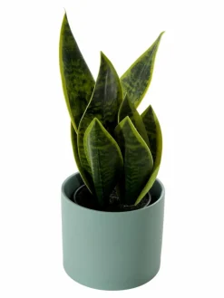 Vedras|Kibek Discount